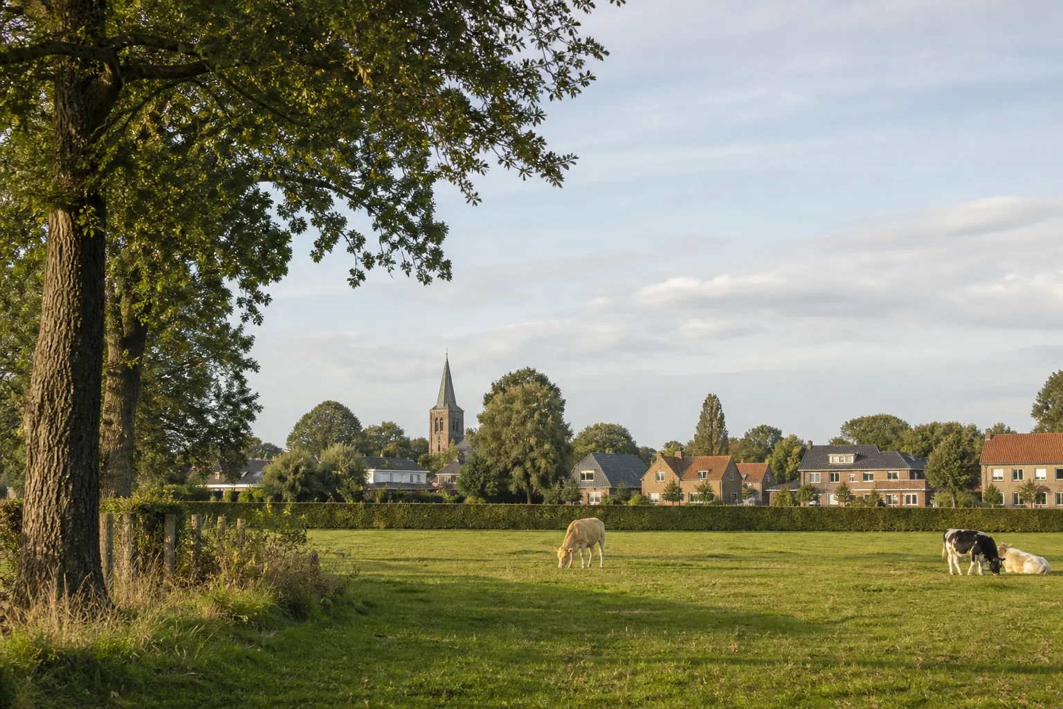 Sterksel village and green meadow with cows in North Brabant